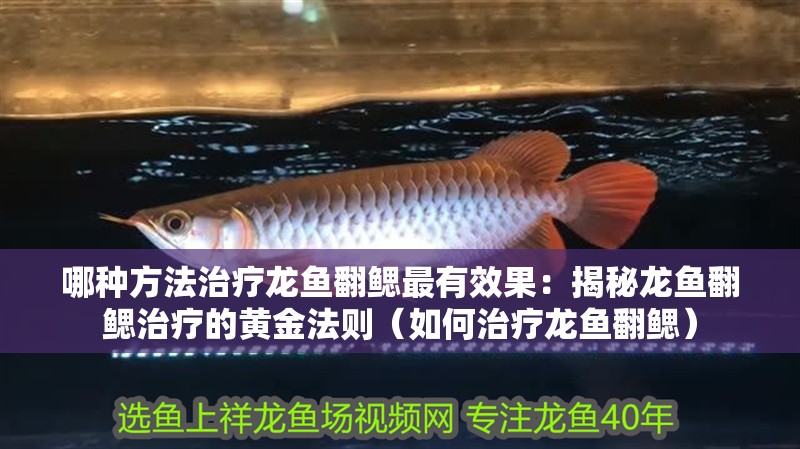 哪種方法治療龍魚(yú)翻鰓最有效果：揭秘龍魚(yú)翻鰓治療的黃金法則（如何治療龍魚(yú)翻鰓）