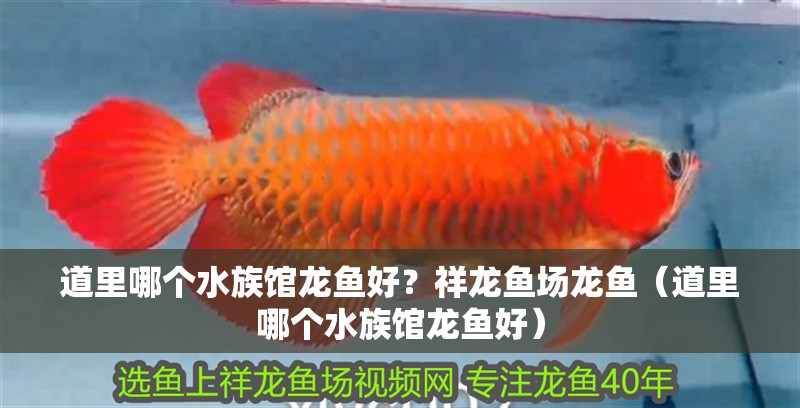 道里哪個水族館龍魚好？祥龍魚場龍魚（道里哪個水族館龍魚好）