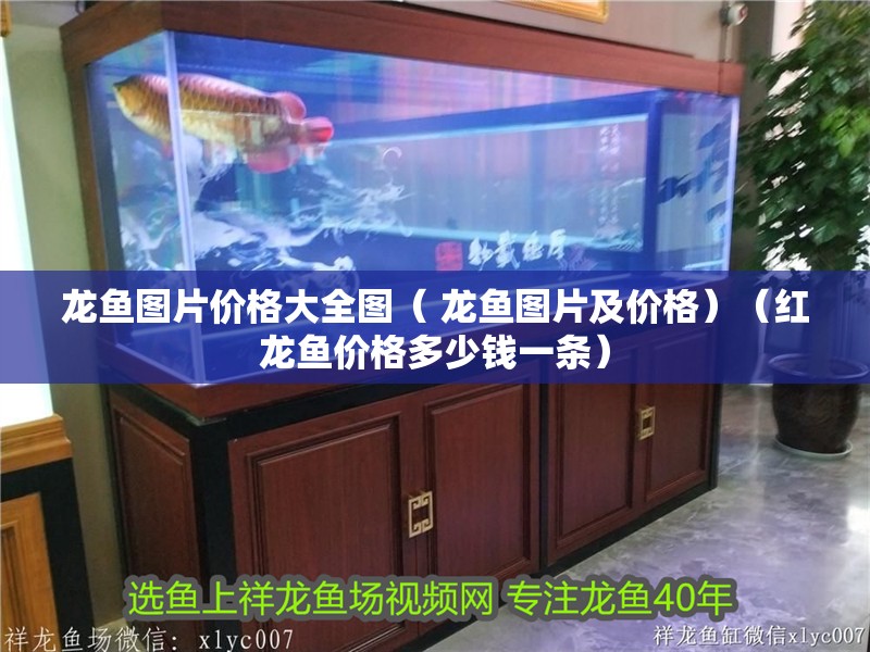 龍魚圖片價格大全圖（ 龍魚圖片及價格）（紅龍魚價格多少錢一條）