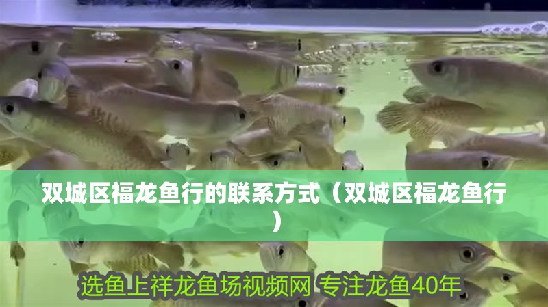 雙城區(qū)福龍魚(yú)行的聯(lián)系方式（雙城區(qū)福龍魚(yú)行）