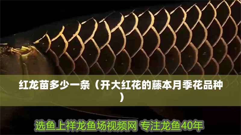 紅龍苗多少一條（開(kāi)大紅花的藤本月季花品種）