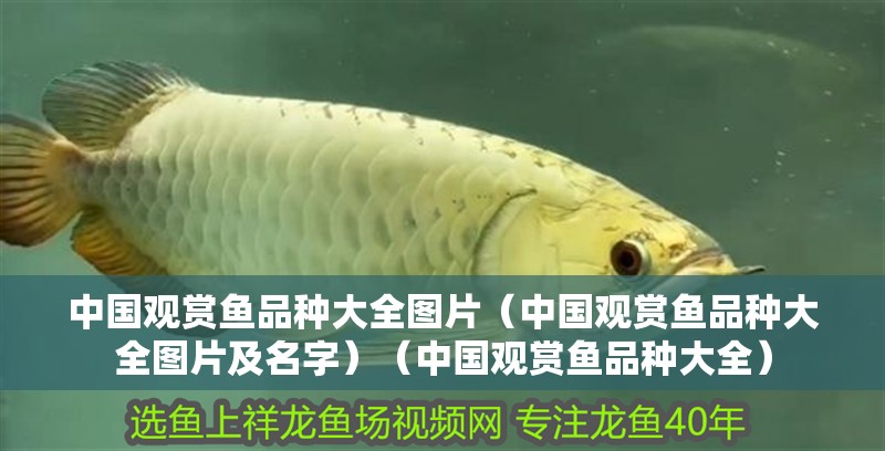 中國觀賞魚品種大全圖片（中國觀賞魚品種大全圖片及名字）（中國觀賞魚品種大全）