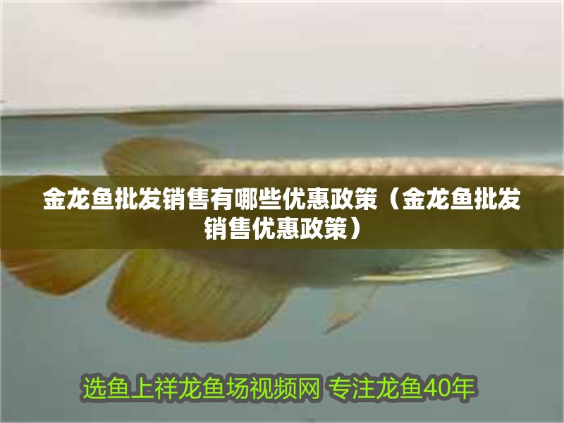 金龍魚批發銷售有哪些優惠政策（金龍魚批發銷售優惠政策）