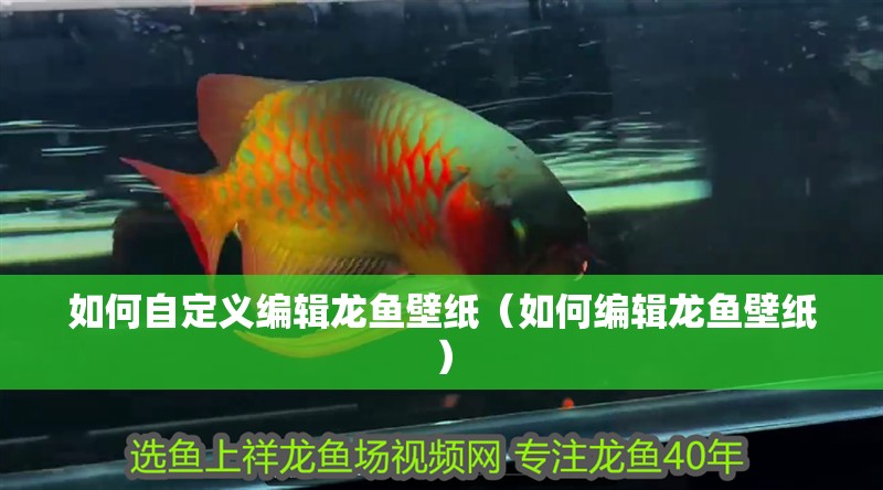 如何自定義編輯龍魚壁紙（如何編輯龍魚壁紙）