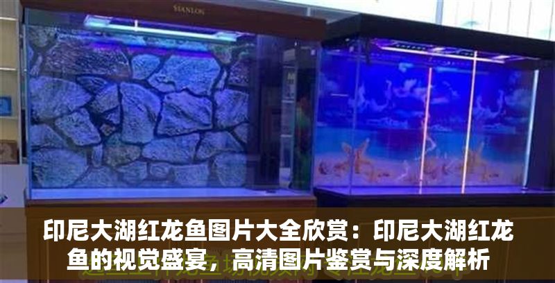 印尼大湖紅龍魚圖片大全欣賞：印尼大湖紅龍魚的視覺盛宴，高清圖片鑒賞與深度解析