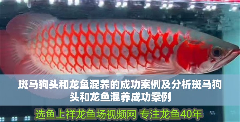 斑馬狗頭和龍魚混養(yǎng)的成功案例及分析斑馬狗頭和龍魚混養(yǎng)成功案例