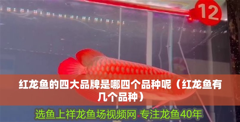 紅龍魚的四大品牌是哪四個品種呢（紅龍魚有幾個品種）