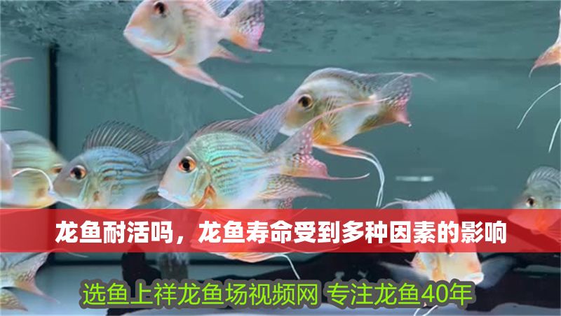 龍魚耐活嗎，龍魚壽命受到多種因素的影響