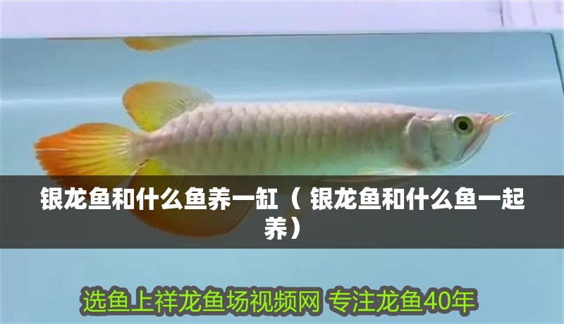 銀龍魚和什么魚養一缸（ 銀龍魚和什么魚一起養） 銀龍魚和什么魚養一缸（ 銀龍魚和什么魚一起養） 觀賞魚百科