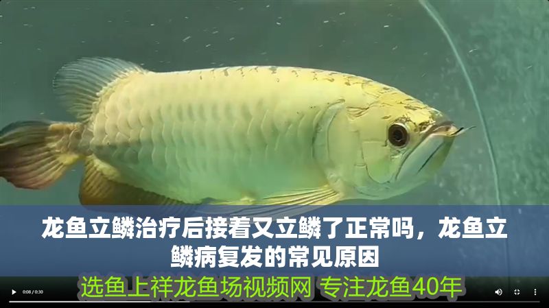 龍魚立鱗治療后接著又立鱗了正常嗎，龍魚立鱗病復發的常見原因