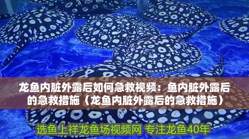 龍魚內(nèi)臟外露后如何急救視頻：魚內(nèi)臟外露后的急救措施（龍魚內(nèi)臟外露后的急救措施）