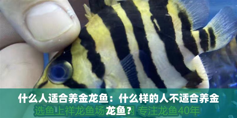 什么人適合養(yǎng)金龍魚：什么樣的人不適合養(yǎng)金龍魚？