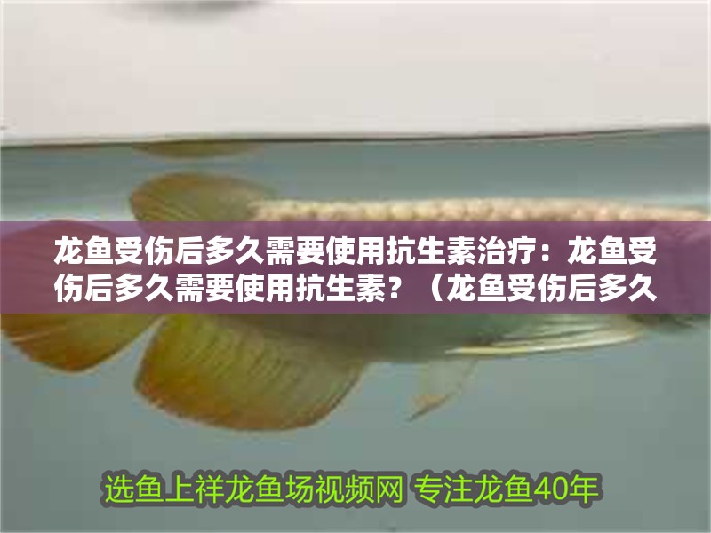 龍魚受傷后多久需要使用抗生素治療：龍魚受傷后多久需要使用抗生素？（龍魚受傷后多久使用抗生素）