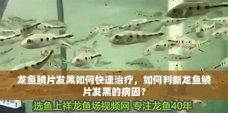 龍魚鱗片發黑如何快速治療，如何判斷龍魚鱗片發黑的病因？