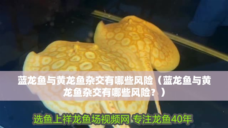 藍龍魚與黃龍魚雜交有哪些風險（藍龍魚與黃龍魚雜交有哪些風險？）