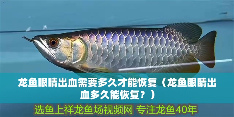 紅龍魚怎么賣（紅龍魚怎么賣的）