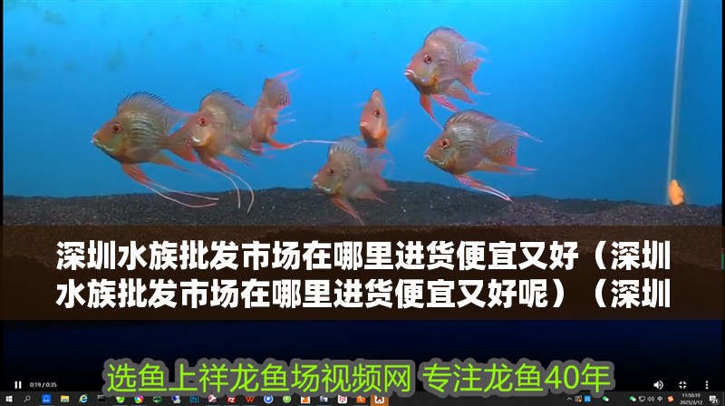 深圳水族批發市場在哪里進貨便宜又好（深圳水族批發市場在哪里進貨便宜又好呢）（深圳水族批發市場在哪里）