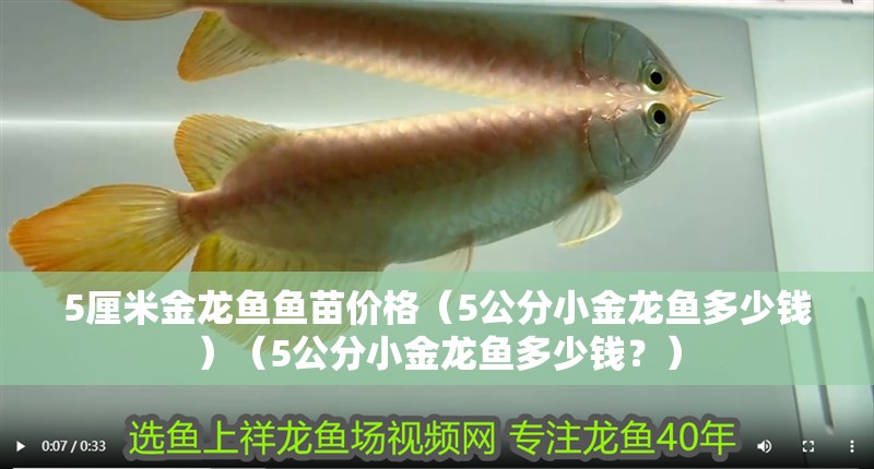 5厘米金龍魚魚苗價格（5公分<strong><mark>小金</mark></strong>龍魚多少錢）（5公分<strong><mark>小金</mark></strong>龍魚多少錢？）