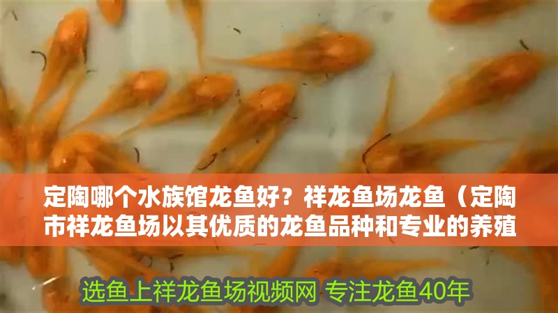 定陶哪個水族館龍魚好？祥龍魚場龍魚（定陶市祥龍魚場以其優質的龍魚品種和專業的養殖技術）