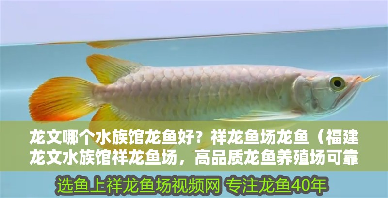 龍文哪個水族館龍魚好？祥龍魚場龍魚（<strong><mark>福建</mark></strong>龍文水族館祥龍魚場，高品質龍魚養殖場可靠選擇）