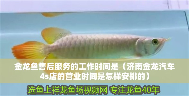 金龍魚售后服務的工作時間是（濟南金龍汽車4s店的營業時間是怎樣安排的） 金龍魚售后服務的工作時間是（濟南金龍汽車4s店的營業時間是怎樣安排的） 龍魚百科
