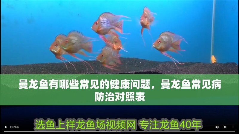 紅龍魚用黃燈烤有用嗎 曼龍魚有哪些常見的健康問題,曼龍魚常見病防治對(duì)照表 龍魚百科 曼龍魚有哪些常見的健康問題,曼龍魚常見病防治對(duì)照表 曼龍魚有哪些常見的健康問題,曼龍魚常見病防治對(duì)照表 龍魚百科