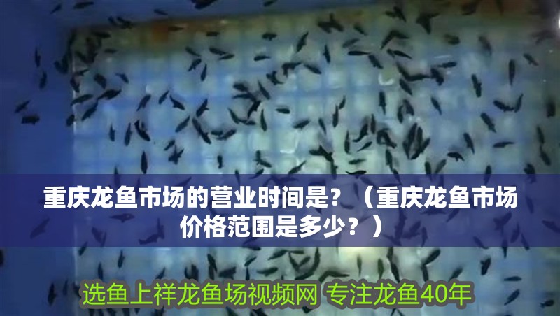 重慶龍魚市場的營業時間是？（重慶龍魚市場價格范圍是多少？）
