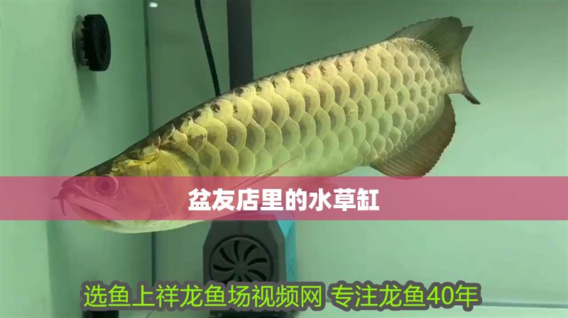 盆友店里的水草缸 盆友店里的水草缸 全國水族館企業名錄 第2張