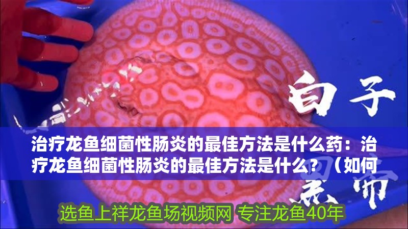 治療龍魚細菌性腸炎的最佳方法是什么藥：治療龍魚細菌性腸炎的最佳方法是什么？（如何治療龍魚細菌性腸炎）