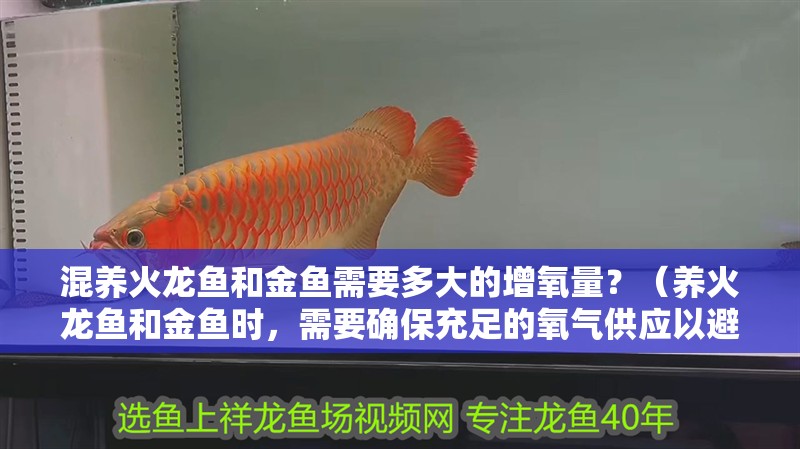 混養火龍魚和金魚需要多大的增氧量？（養火龍魚和金魚時，需要確保充足的氧氣供應以避免缺氧）