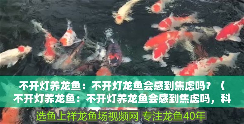 不開燈養(yǎng)龍魚：不開燈龍魚會感到焦慮嗎？（不開燈養(yǎng)龍魚：不開燈養(yǎng)龍魚會感到焦慮嗎，科學(xué)家們有著不同的觀點）