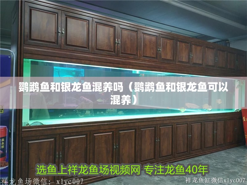 鸚鵡魚和銀龍魚混養嗎（鸚鵡魚和銀龍魚可以混養）