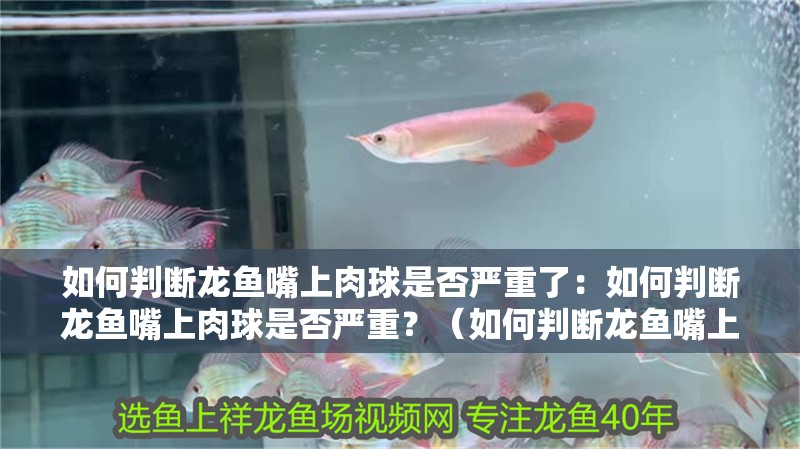如何判斷龍魚嘴上肉球是否嚴重了：如何判斷龍魚嘴上肉球是否嚴重？（如何判斷龍魚嘴上的肉球是否嚴重）