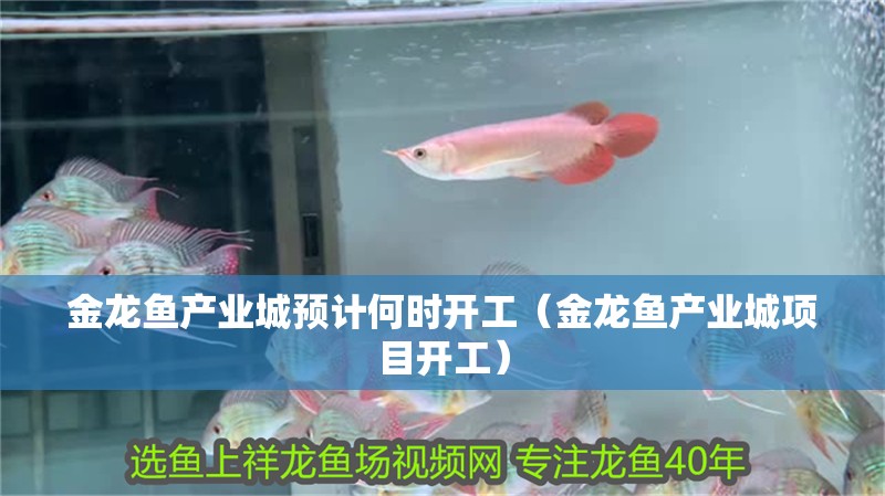 金龍魚產業城預計何時開工（金龍魚產業城項目開工）