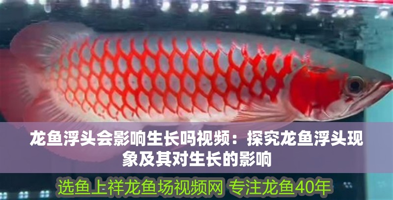 詳細閱讀:龍魚浮頭會影響生長嗎視頻:探究龍魚浮頭現象及其對生長的影響 龍魚浮頭會影響生長嗎視頻:探究龍魚浮頭現象及其對生長的影響