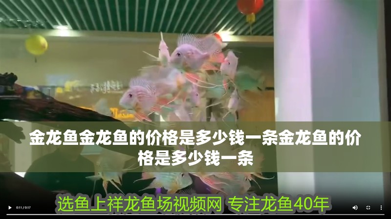 金龍魚金龍魚的價格是多少錢一條金龍魚的價格是多少錢一條
