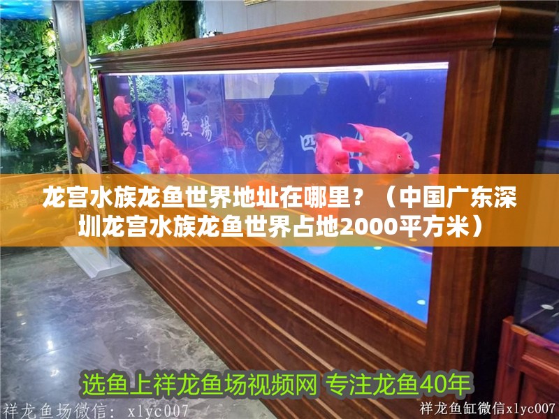 龍宮水族龍魚世界地址在哪里？（中國廣東深圳龍宮水族龍魚世界占地2000平方米）