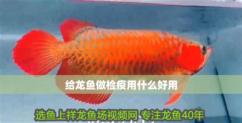 給龍魚做檢疫用什么好用