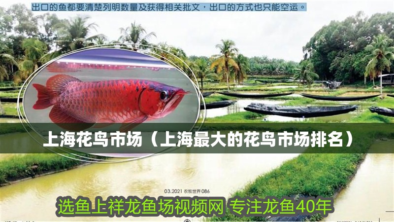 什么魚(yú)能和龍魚(yú)、虎魚(yú)混養(yǎng)(龍魚(yú)能和虎魚(yú)混養(yǎng)嗎) 上海花鳥(niǎo)市場(chǎng)(上海最大的花鳥(niǎo)市場(chǎng)排名) 觀賞魚(yú)百科 上海花鳥(niǎo)市場(chǎng)(上海最大的花鳥(niǎo)市場(chǎng)排名) 上海花鳥(niǎo)市場(chǎng)(上海最大的花鳥(niǎo)市場(chǎng)排名) 觀賞魚(yú)百科