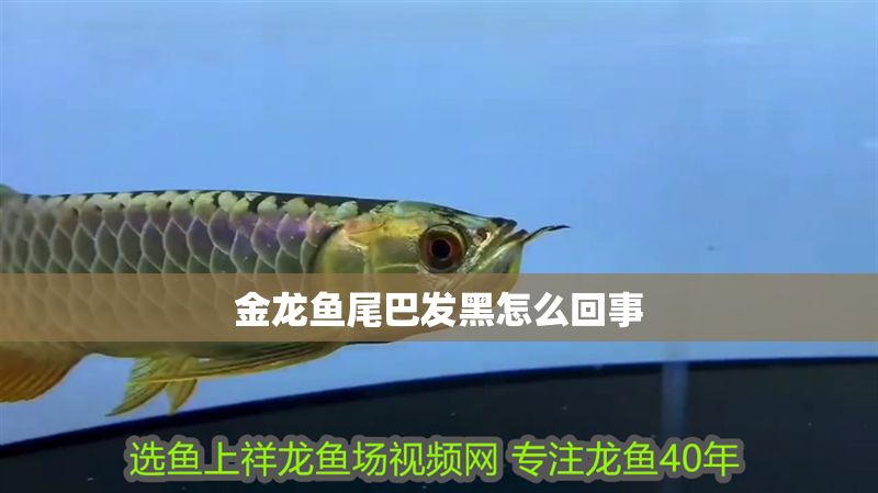 金龍魚尾巴發(fā)黑怎么回事