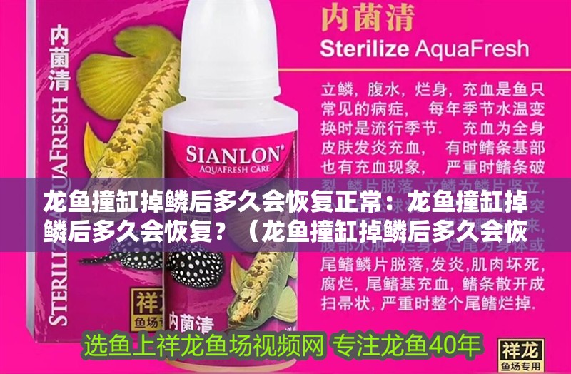 龍魚撞缸掉鱗后多久會恢復正常：龍魚撞缸掉鱗后多久會恢復？（龍魚撞缸掉鱗后多久會恢復）