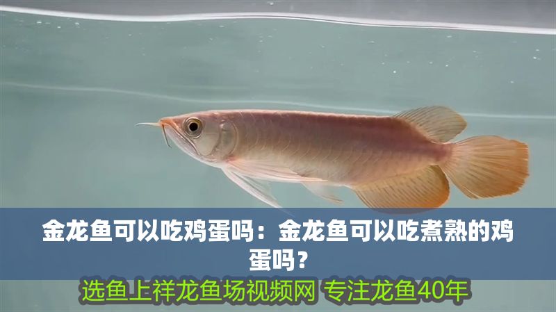 金龍魚可以吃雞蛋嗎：金龍魚可以吃煮熟的雞蛋嗎？