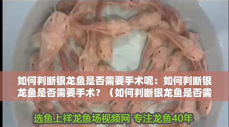 如何判斷銀龍魚是否需要手術呢：如何判斷銀龍魚是否需要手術？（如何判斷銀龍魚是否需要手術）