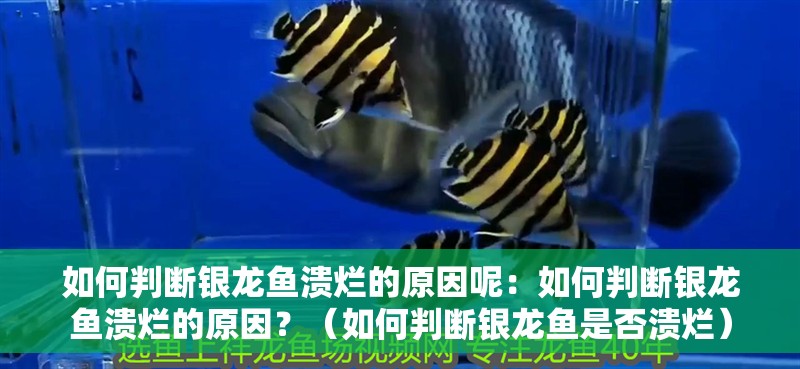 如何判斷銀龍魚潰爛的原因呢：如何判斷銀龍魚潰爛的原因？（如何判斷銀龍魚是否潰爛）