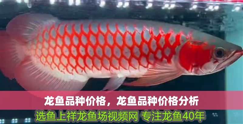 龍魚品種價(jià)格，龍魚品種價(jià)格分析