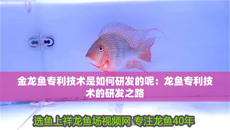 金龍魚專利技術是如何研發(fā)的呢：龍魚專利技術的研發(fā)之路