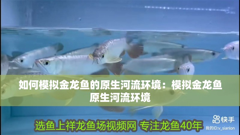 如何模擬金龍魚的原生河流環境：模擬金龍魚原生河流環境