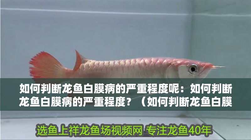 如何判斷龍魚白膜病的嚴重程度呢：如何判斷龍魚白膜病的嚴重程度？（如何判斷龍魚白膜病嚴重程度）