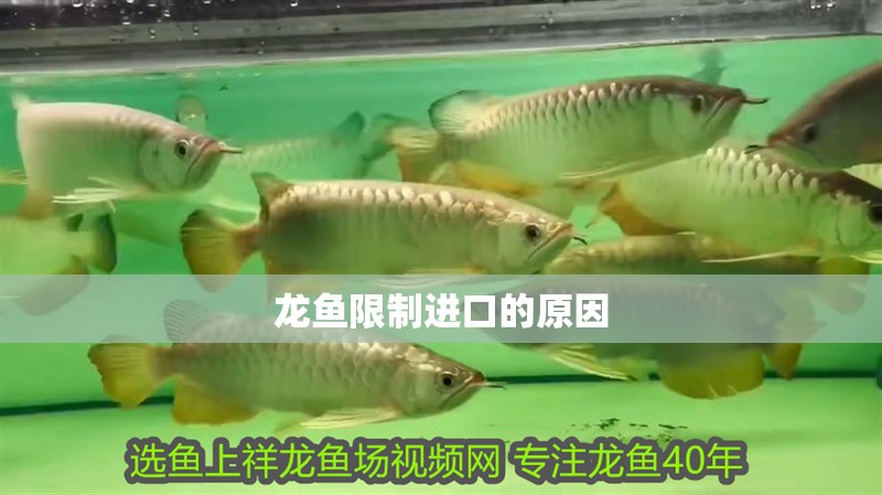 龍魚限制進口的原因
