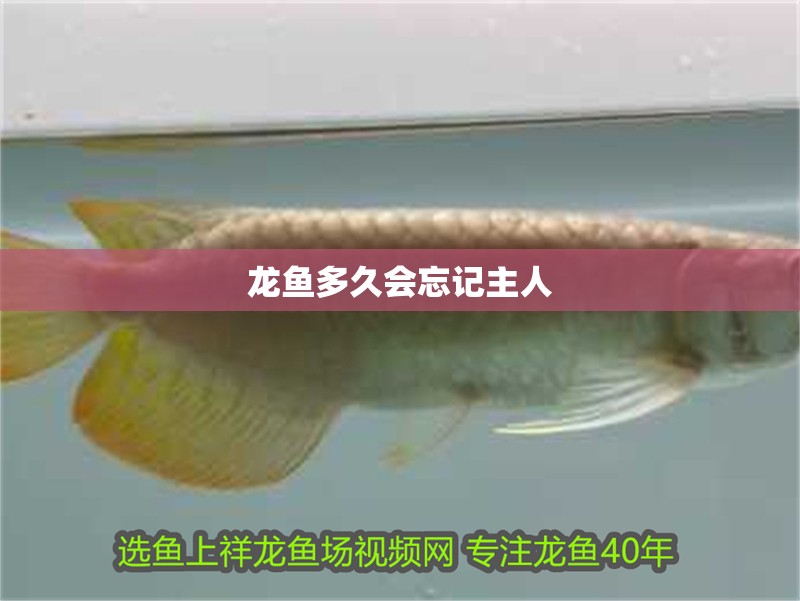 龍魚多久會忘記主人